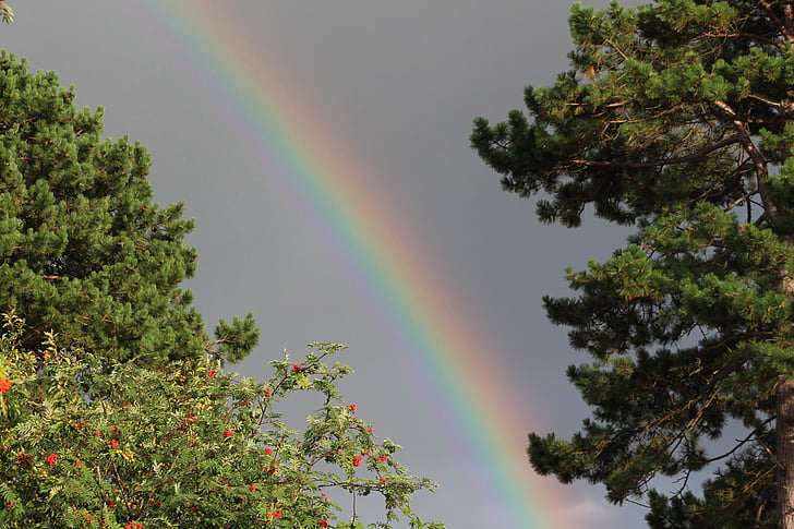 Rainbow, naturliga, träd