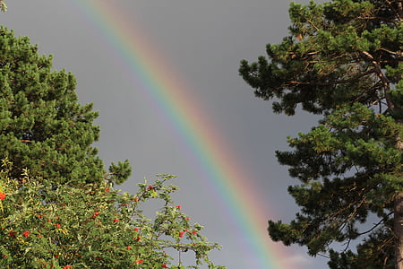 Rainbow, naturalne, drzewa