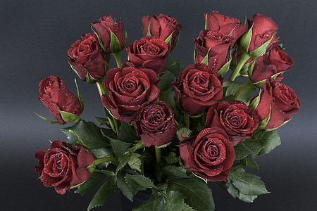 roses, drip, bouquet of roses, bouquet, strauss, flowers, romance