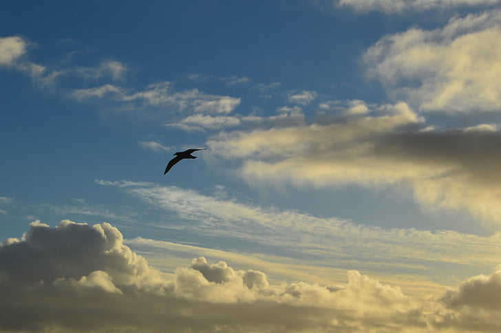 облака, Чайка, небо, Природа, полет, птица, Голубой