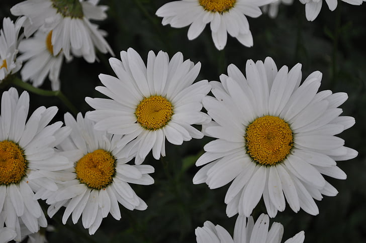 fleur, Daisy, nature, floral, blanc, Bloom, pétale