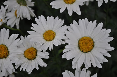 flower, daisy, nature, floral, white, bloom, petal