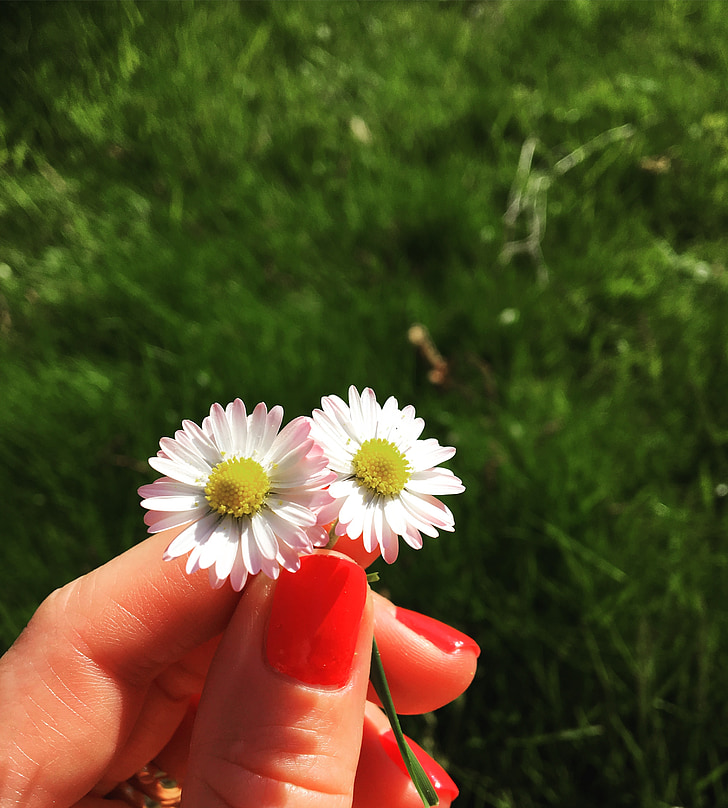 Daisy, bunga, merah muda, Taman, alam, musim panas, rumput