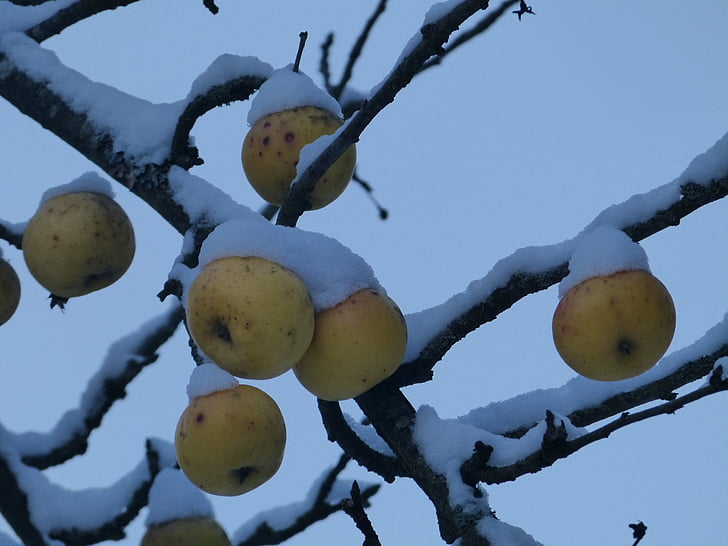 apple, fruit, snow, cold, frozen, ice, winter