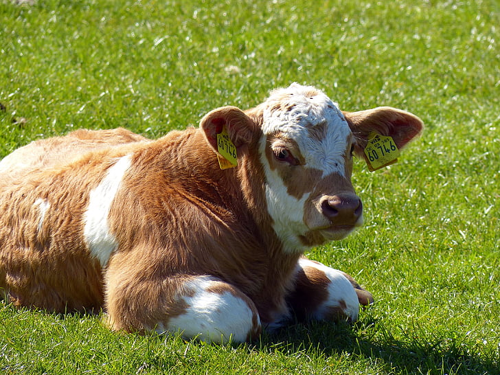 calf, beef, agriculture, animal, meadow, nature, cute