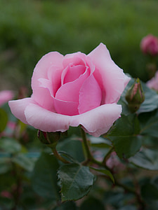 Цветы, Роза, Саншайн, завод, розовый, четыре сезона Роуз, Япония