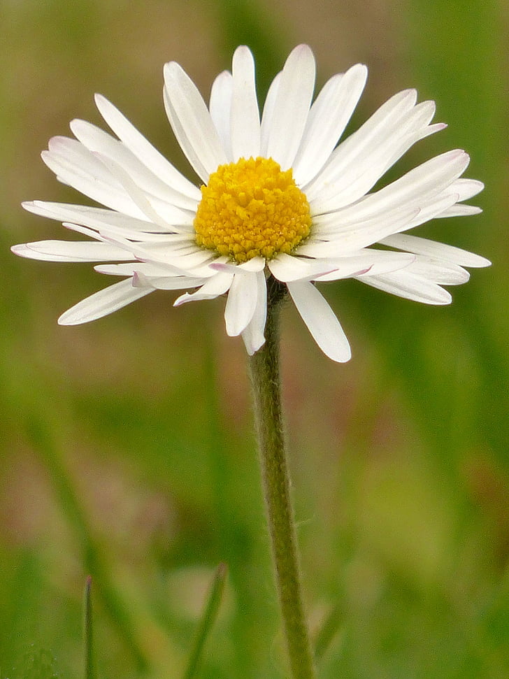 Daisy, Blossom, Bloom, sluiten, wit, Wild flower, witte bloem
