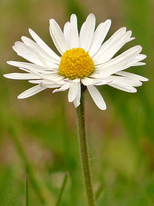Margarida, flor, flor, tancar, blanc, flors silvestres, flor blanca