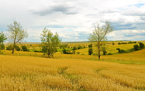 agricultura, campo, trigo, colheita, natureza, paisagem