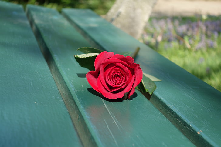 rode roos, leeg bankje, liefde, romantiek, emotie, symbool, bloem