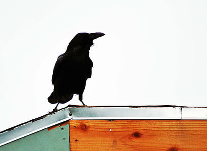 raven, rooftop, black, bird, animal, crow, nature