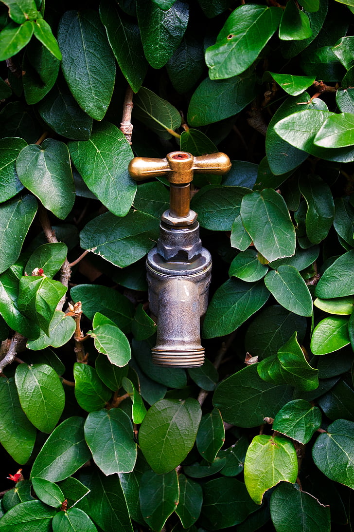 tap, faucet, leaves, water, plumbing, drink, liquid