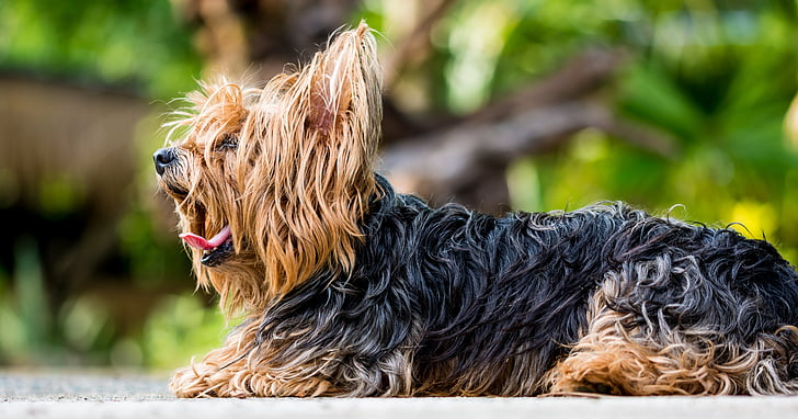 yorkshire terrier, terrier, dog, small dog, fur, yawn, tired