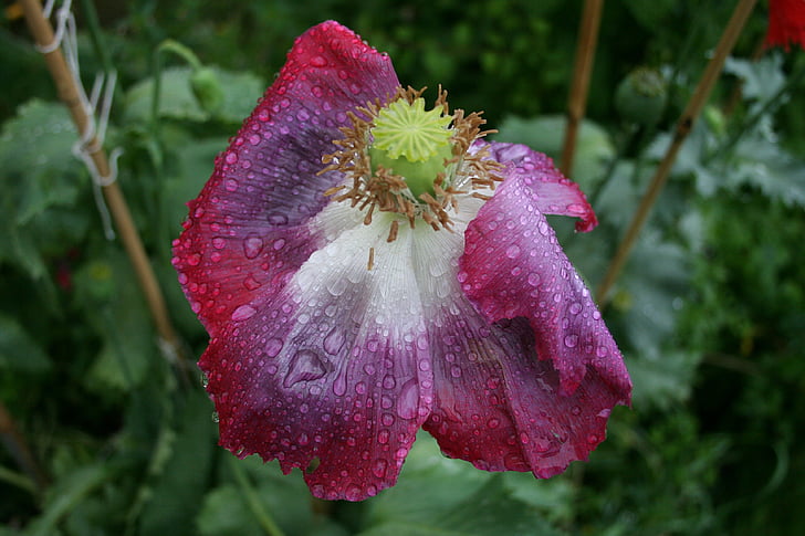 Poppy, blomst, regndråper, regn, døende, været slått, vann