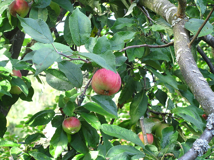 Apple, løv, efterår, frugt, landbrug, mad, moden