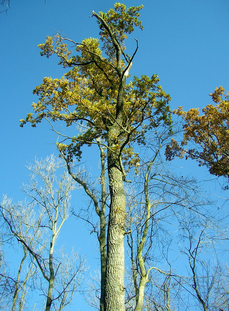 oak, tribe, tree, high, sky, blue, forest