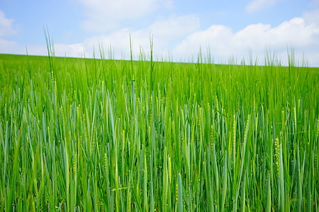 campo de trigo, trigo, sementes, sementeira, brotos de, jovem, Frisch