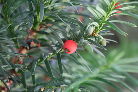 yew, fruit, plant, toxic, berries, yew fruit, red fruits