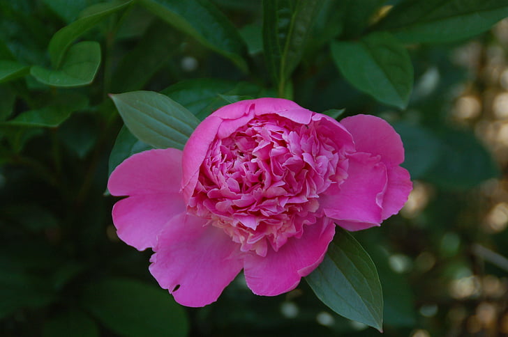 Peony, Pink, blomst, Paeonia, forår, Bush, sommer