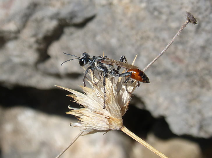 mineur wasp, Wasp, Sting, Ammophila hirsuta, droge bloem, insect, natuur