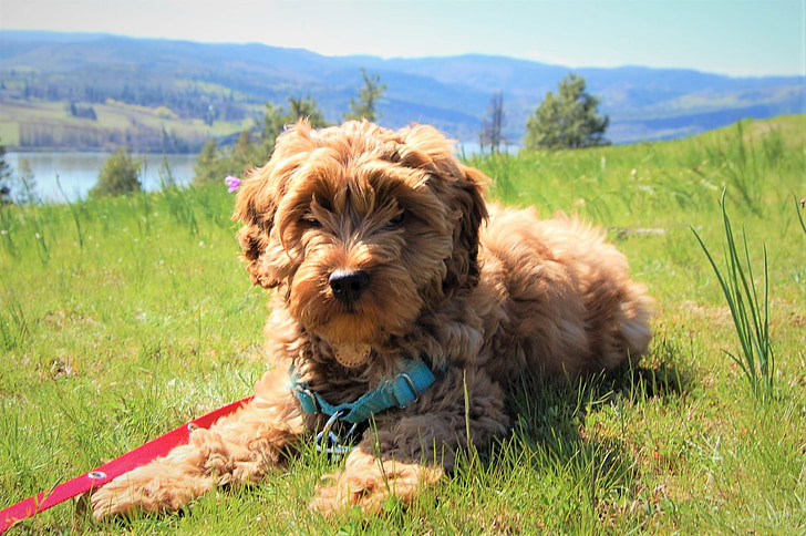 puppy, Labradoodle, Australische labradoodle, schattig, Columbia river gorge, kloof, hond
