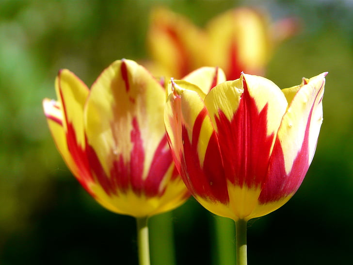 tulipani, proljeće, cvijet, cvatu, Crveni, žuta, šarene