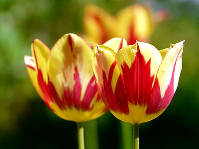 tulipes, primavera, flor, flor, vermell, groc, colors