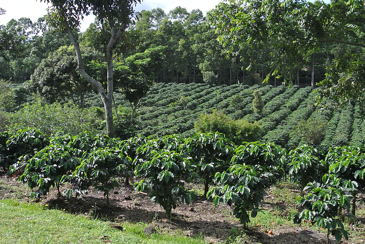 cafea, Costa Rica, agricultura, natura, ferma, viţă de vie, plante