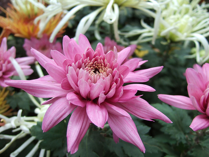 Chrysantheme, Blume, Chrysanthemum-Ausstellung