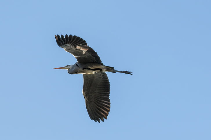 heron, heron in flight, bird, fly, birds, wing, sky