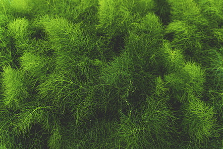 close-up, green, leaves, macro, pine tree, green color, nature
