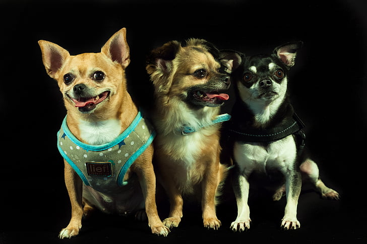 psy, Calhoun, trzy, małe rasy psów, Chihuahua