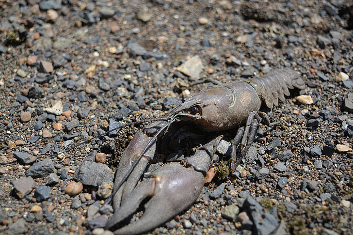crawfish, north portland, river