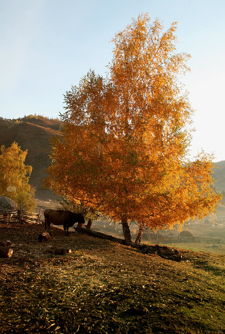 Ранкове сонце, сільській місцевості, рано вранці, сільській місцевості, Пастирське, золота осінь