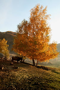 the morning sun, the countryside, early in the morning, countryside, pastoral, golden autumn