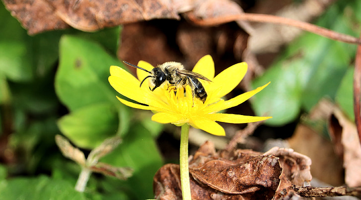 hveps, Bee, insekt, gul, blomst, natur, pollen