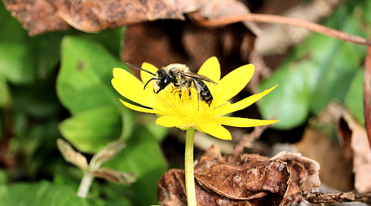 avispa, abeja, insectos, amarillo, flor, naturaleza, polen