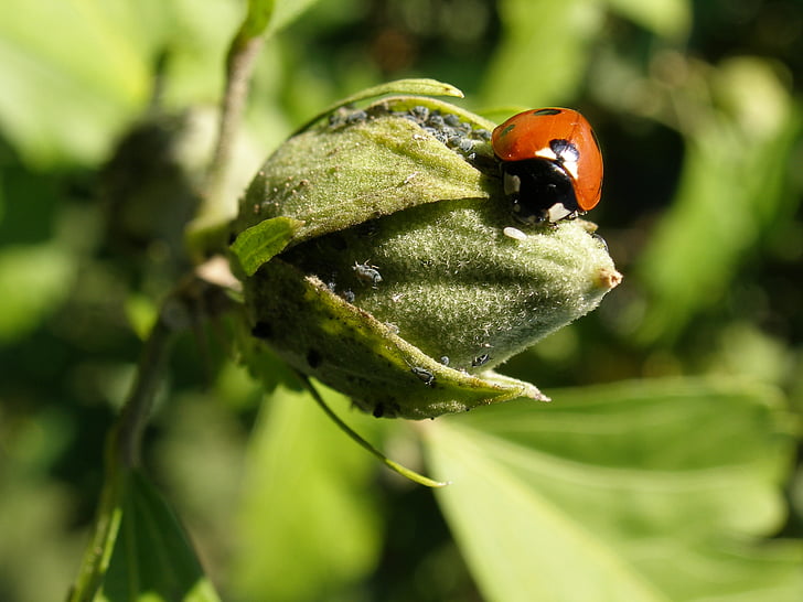 coccinella, insetto, primavera