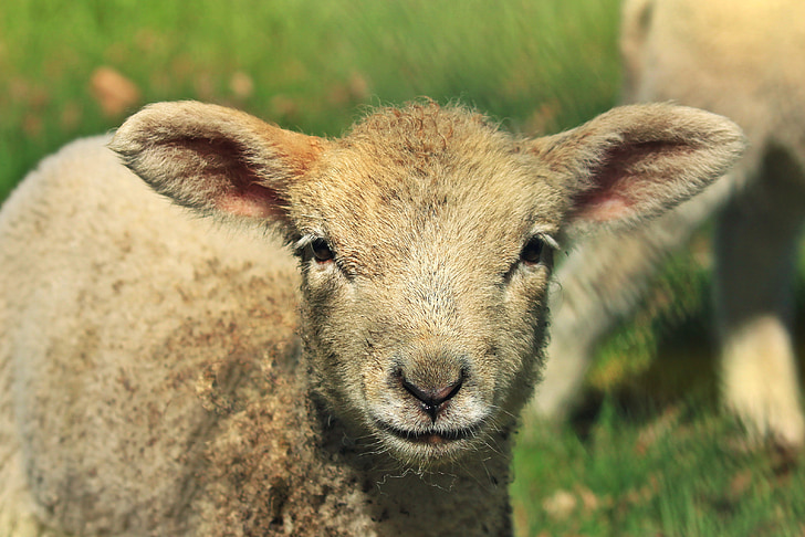 lamb, sheep, animal, schäfchen, cute, animal world, passover