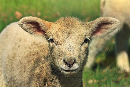 ラム, 羊, 動物, schäfchen, かわいい, 動物の世界, 過越の祭り