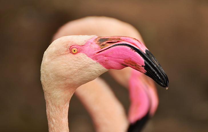 Flamingo, tagihan, burung, burung air, makhluk, flamingo merah muda, fotografi satwa liar