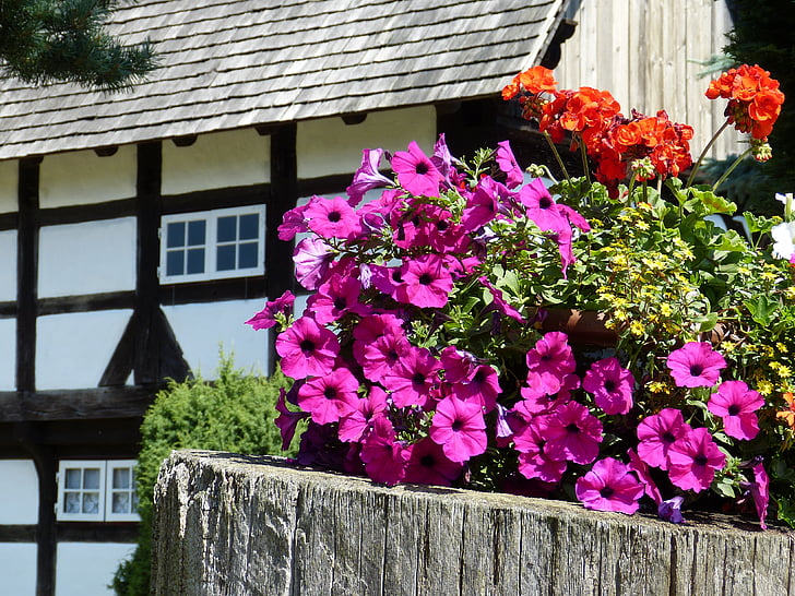 flowers, petunia, geranium, open air museum, farmhouse, truss, farm