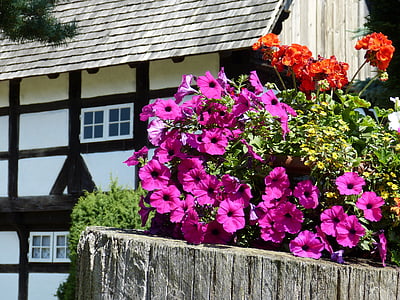 blommor, Petunia, Geranium, friluftsmuseum, Bondgård, truss, gård
