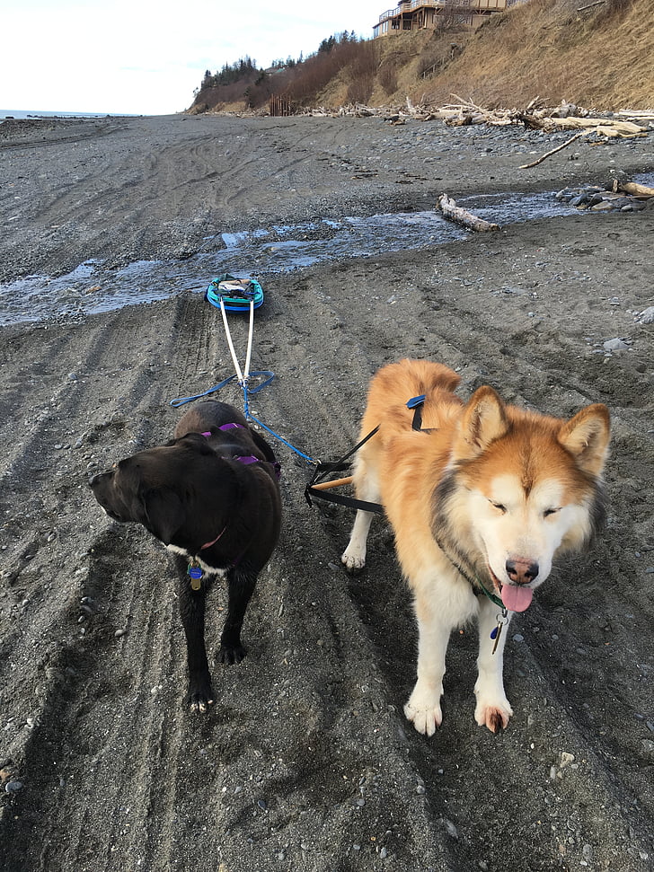 dog, harness, animal, canine, sled, sledding, beach