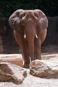 elefant, gradina zoologica, animalele pentru grădini zoologice, animale, natura