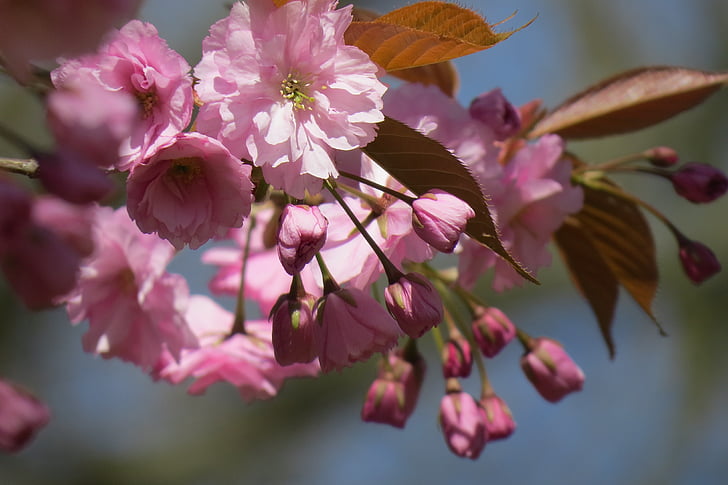 вишни в цвету., Блоссом, Природа, розовый, цветок, филиал