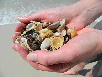 sea shells, hands, beach, summer, sea, ocean, nature