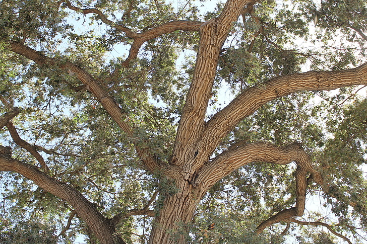 oak tree, branches, leaves, nature, tree, oak, branch