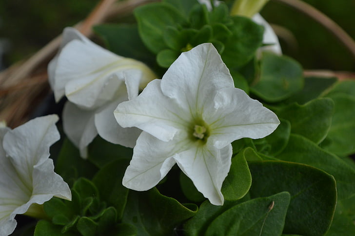 Bílý květ, léto, Bloom