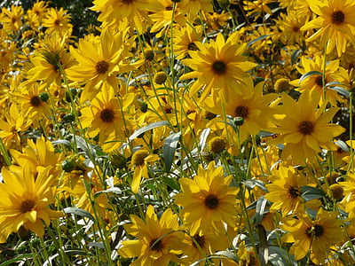 bloemen, geel, gele bloem, plant, zomer, lente, Tuin